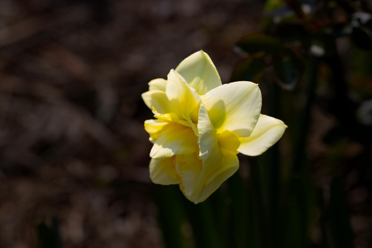 销假贴（植物园拍黄水仙 2）