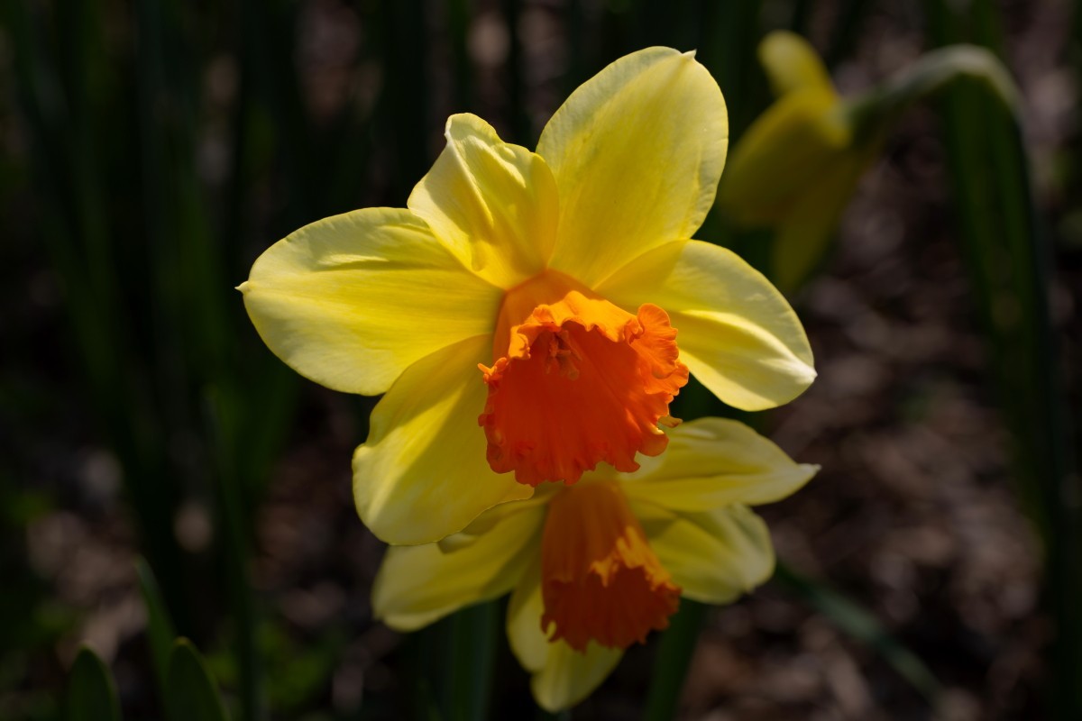 销假贴（植物园拍黄水仙 2）