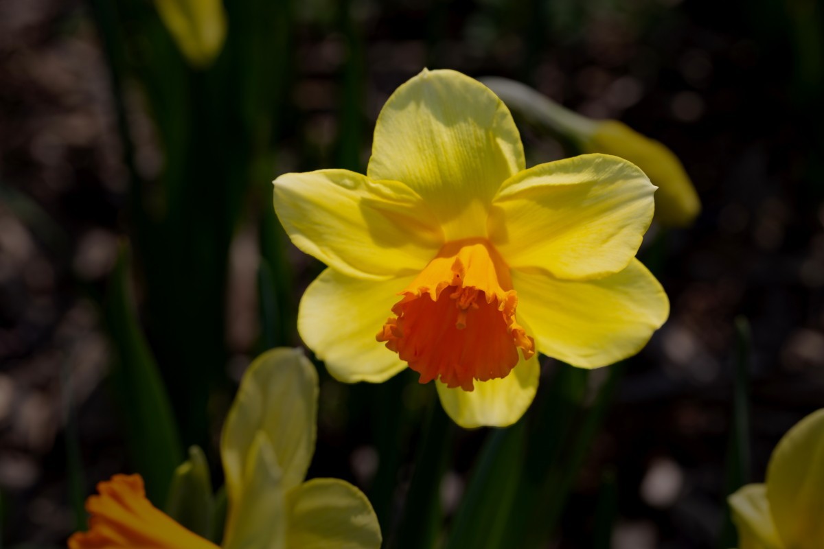 销假贴（植物园拍黄水仙 2）