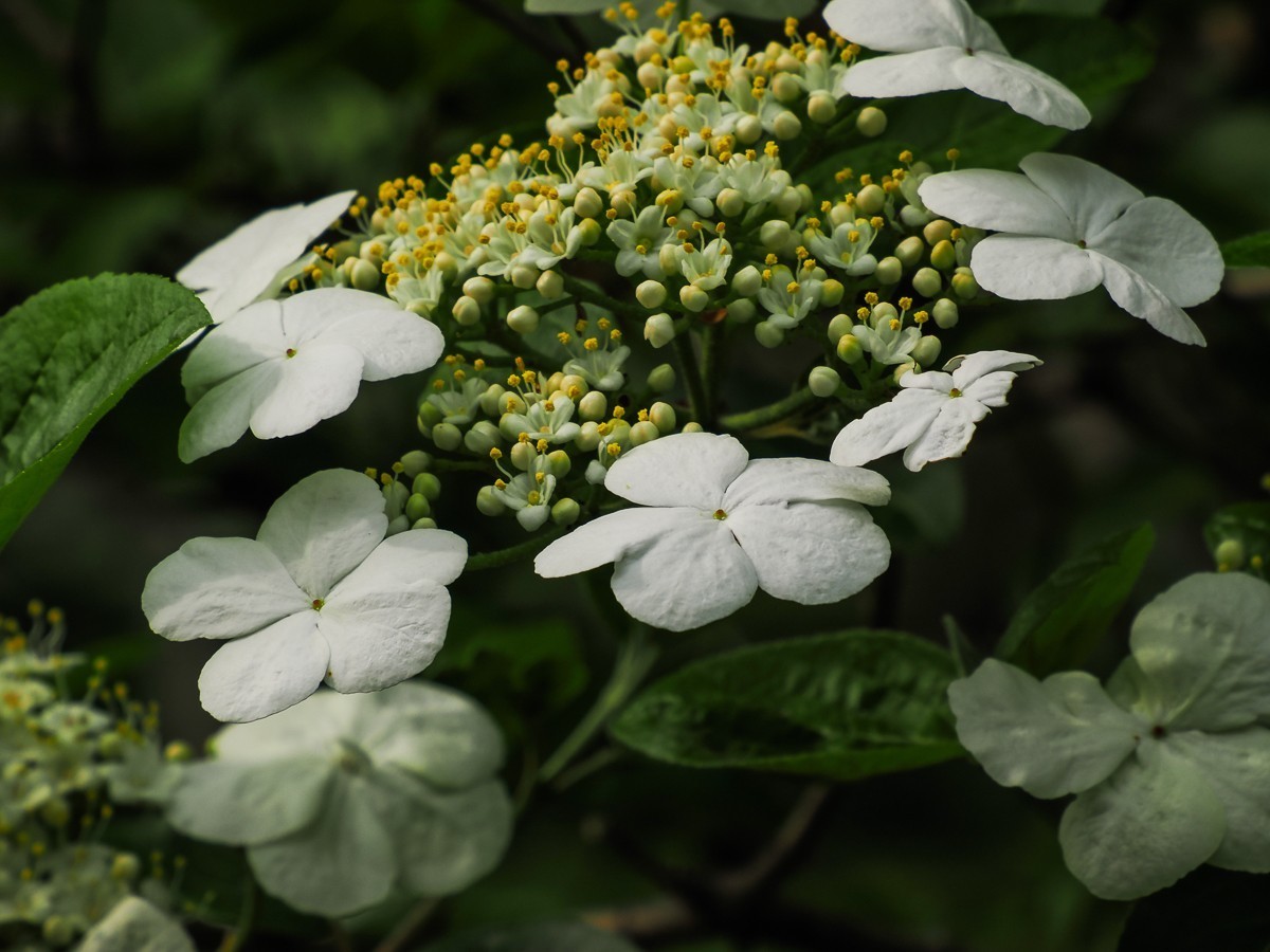 人尽四月芳菲尽，玉树琼花始盛开