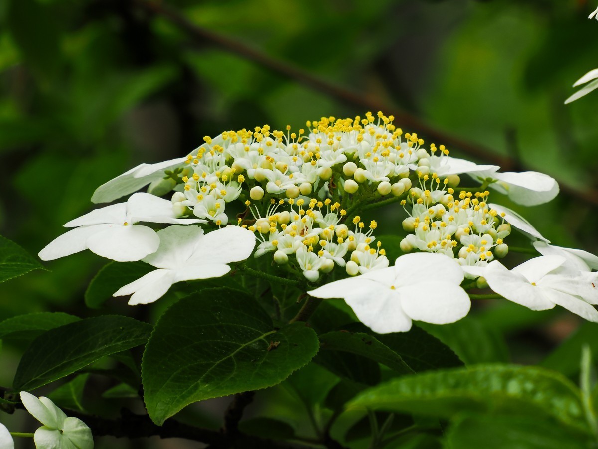 人尽四月芳菲尽，玉树琼花始盛开