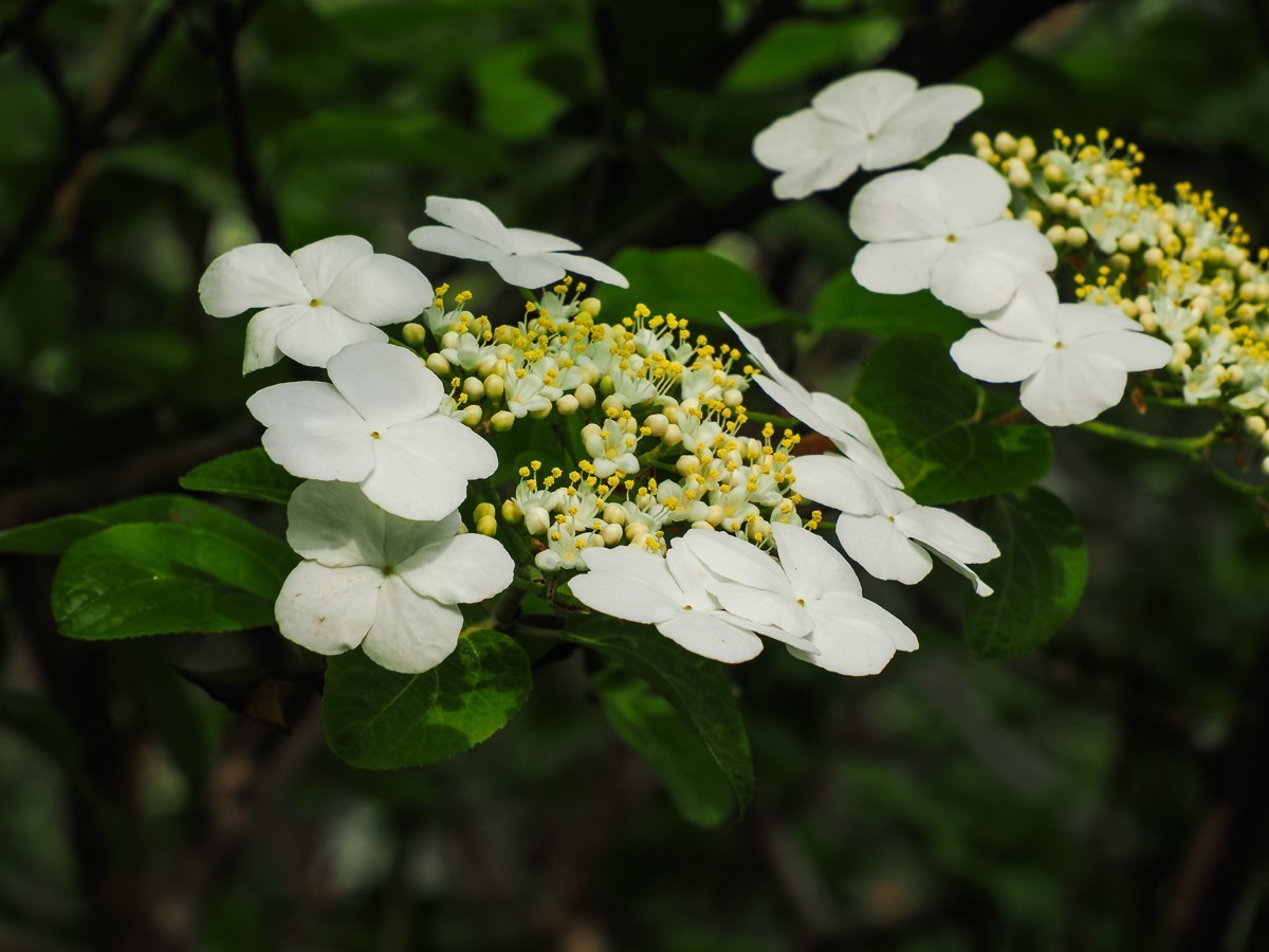 人尽四月芳菲尽，玉树琼花始盛开