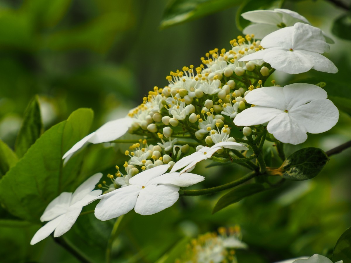 人尽四月芳菲尽，玉树琼花始盛开