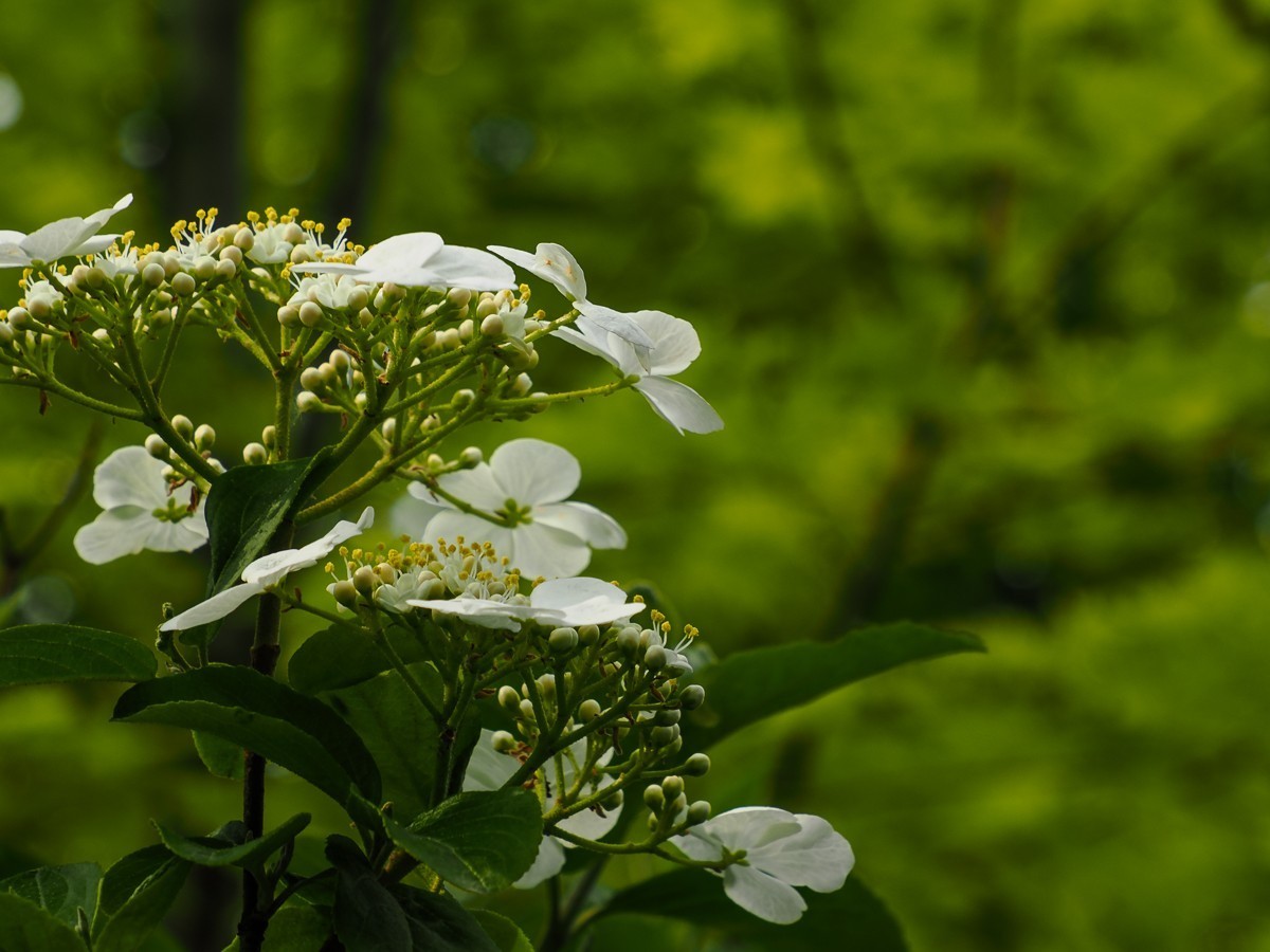 人尽四月芳菲尽，玉树琼花始盛开