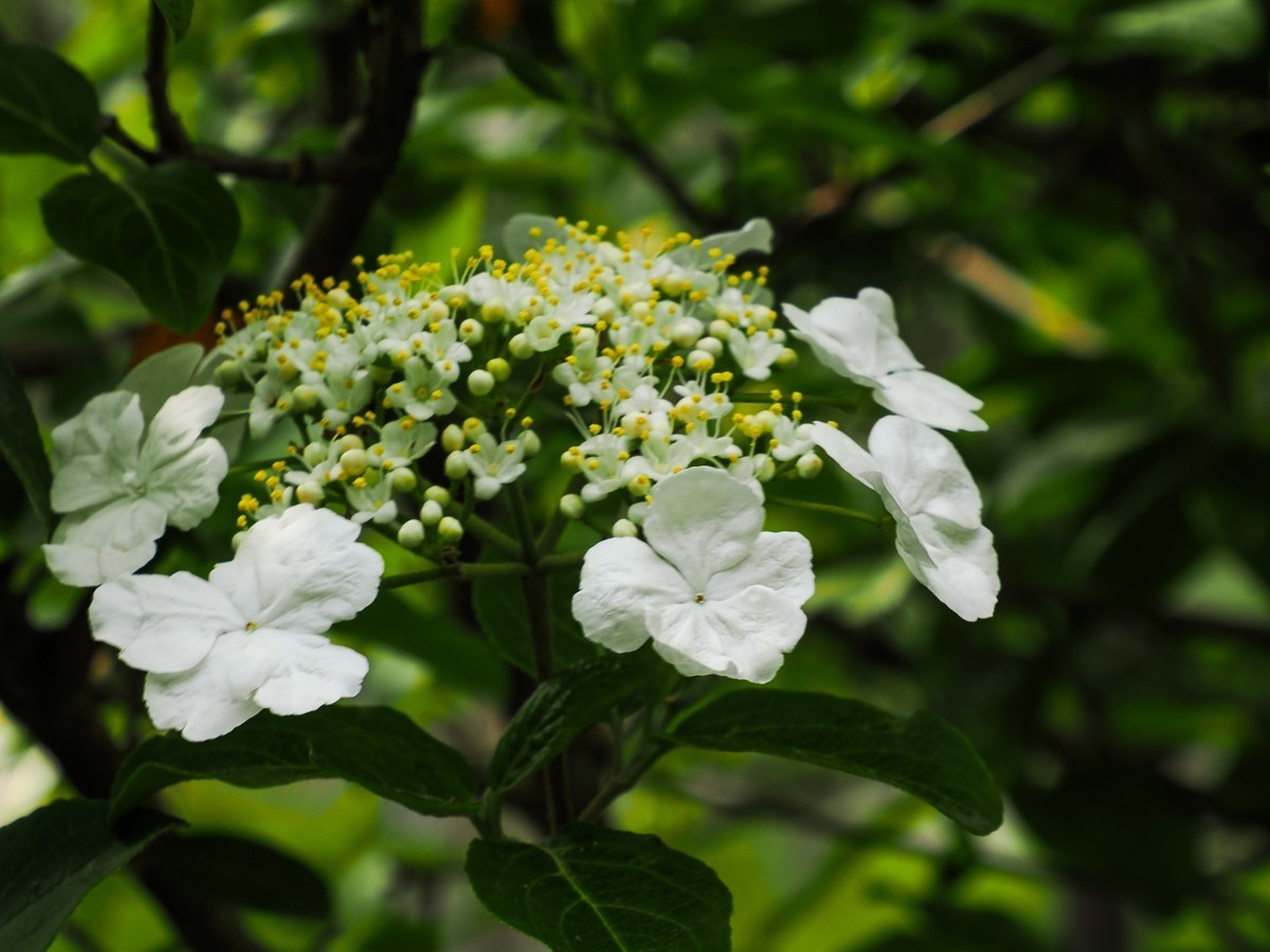 人尽四月芳菲尽，玉树琼花始盛开