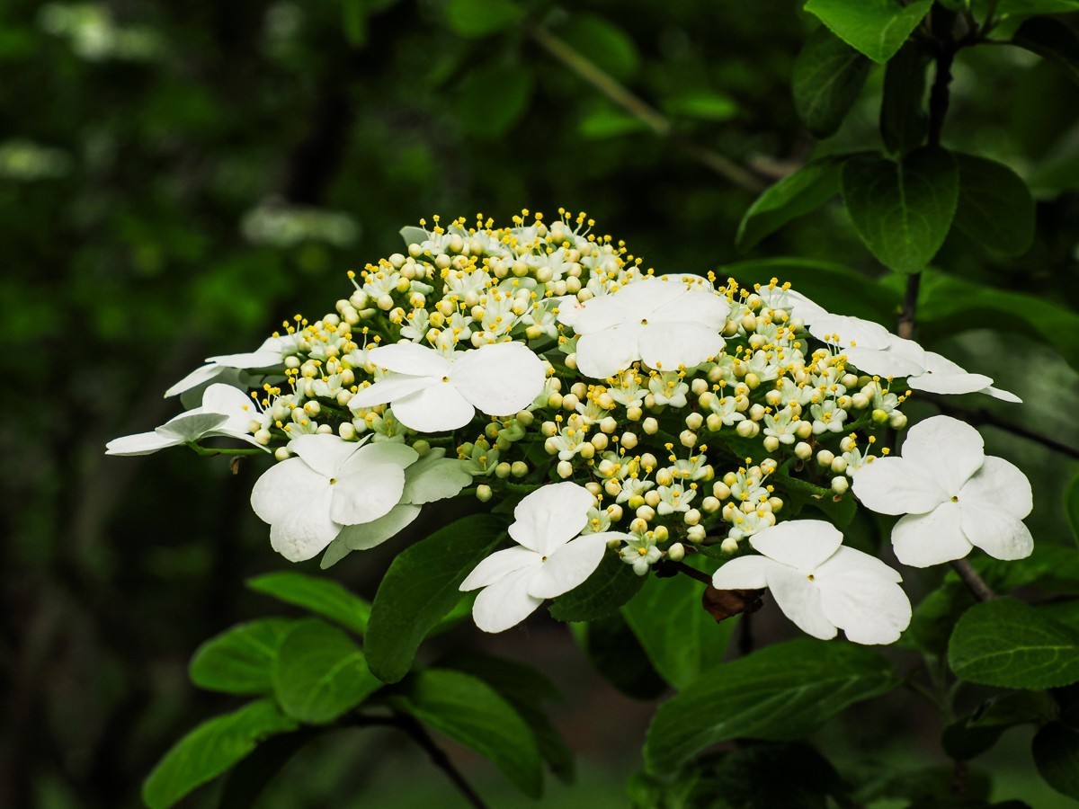 人尽四月芳菲尽，玉树琼花始盛开