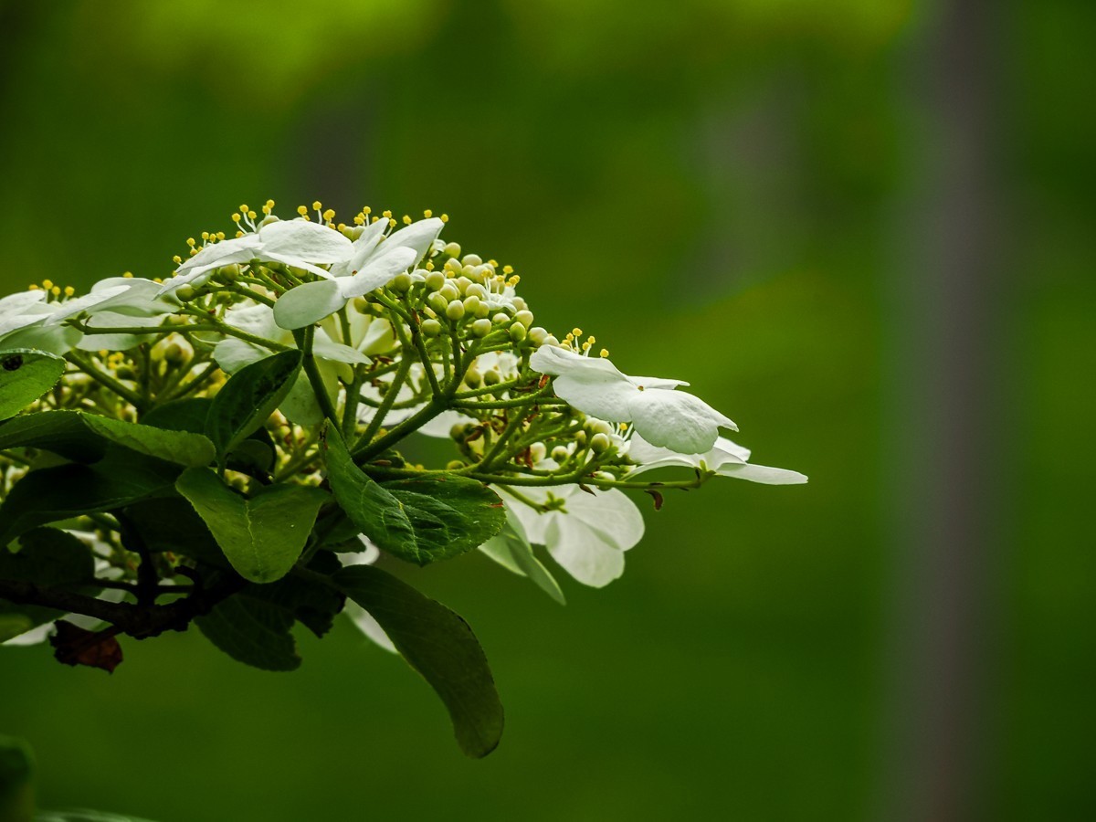 人尽四月芳菲尽，玉树琼花始盛开