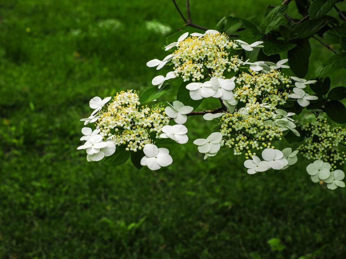 人尽四月芳菲尽，玉树琼花始盛开