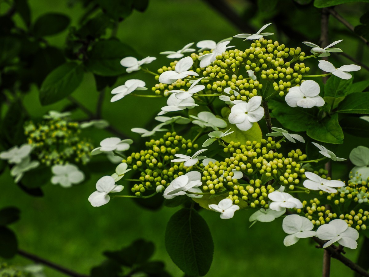 人尽四月芳菲尽，玉树琼花始盛开