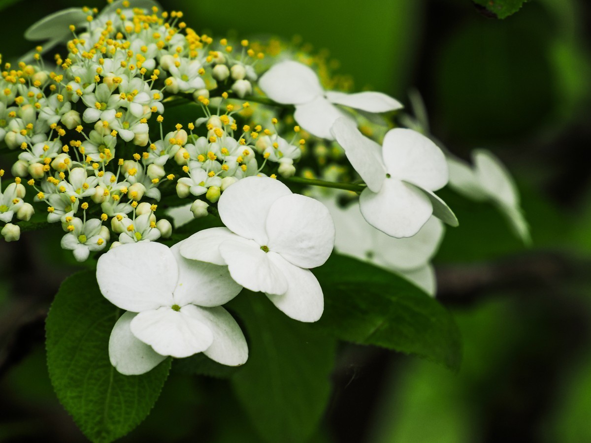 人尽四月芳菲尽，玉树琼花始盛开