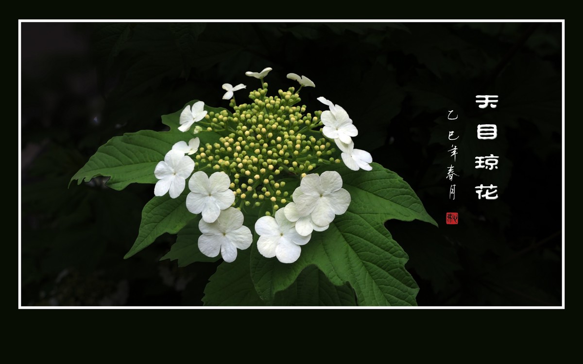 银盘般的天目琼花