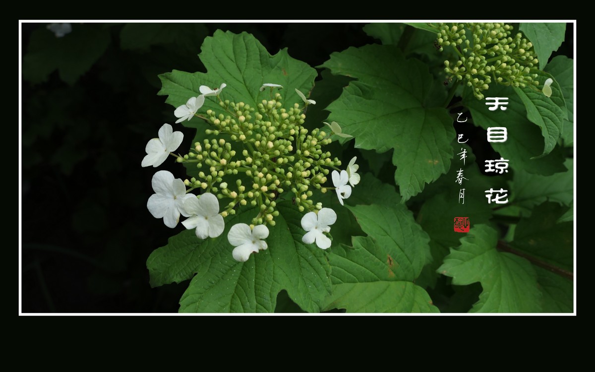 银盘般的天目琼花