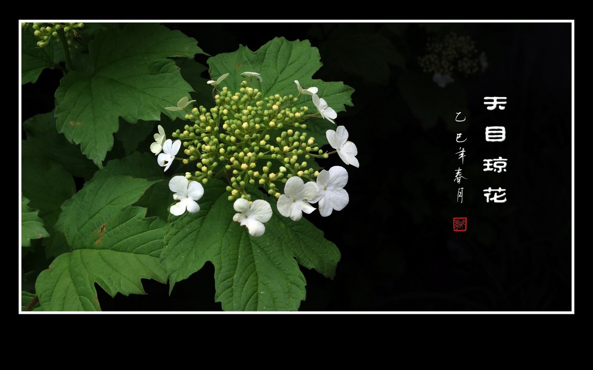 银盘般的天目琼花