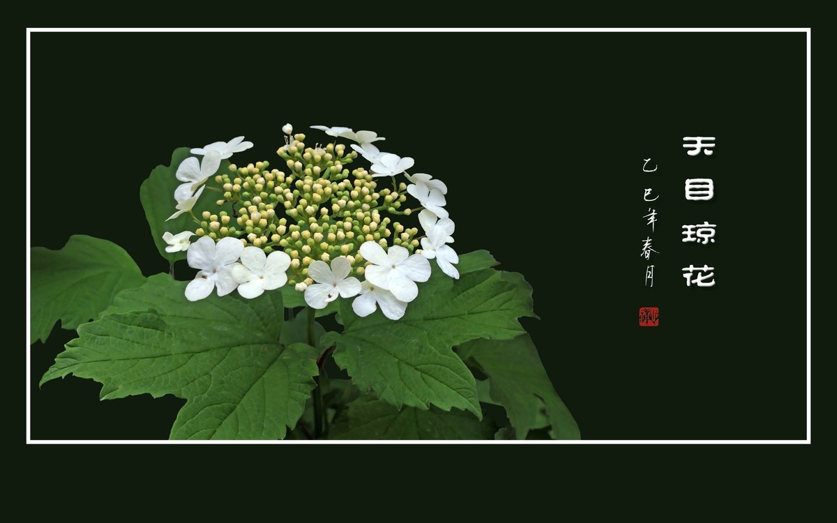 银盘般的天目琼花