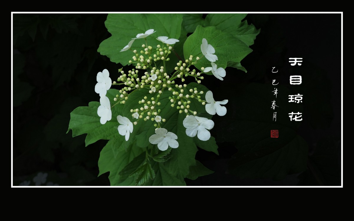 银盘般的天目琼花