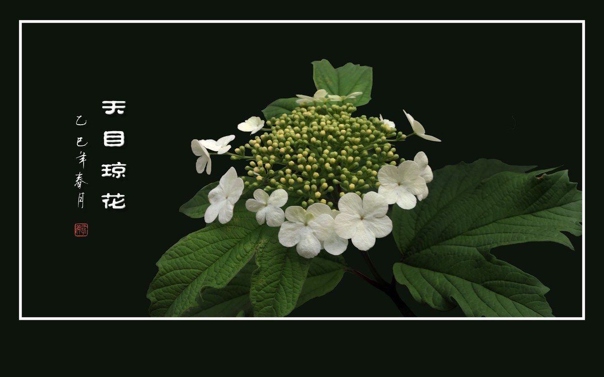 银盘般的天目琼花