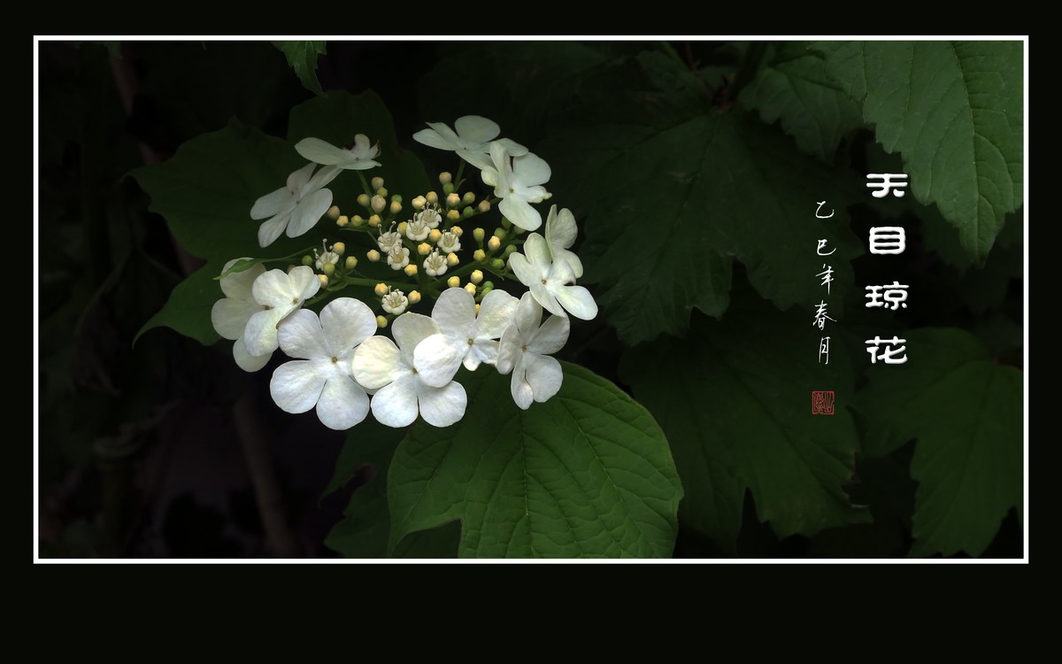 银盘般的天目琼花