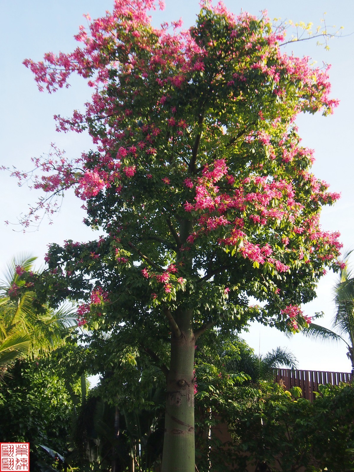 2023.11.19海南旅游随拍（4）