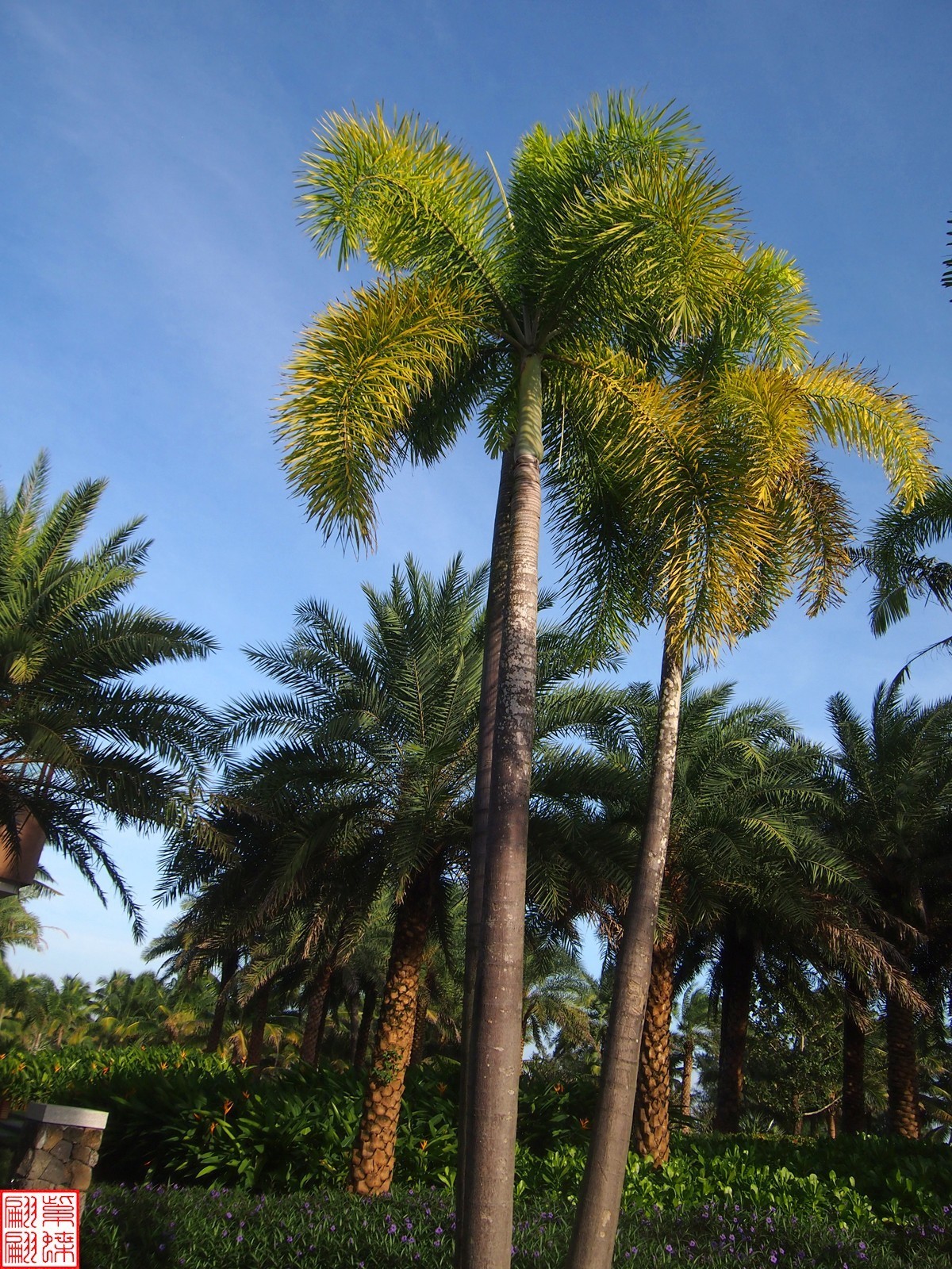 2023.11.19海南旅游随拍（4）