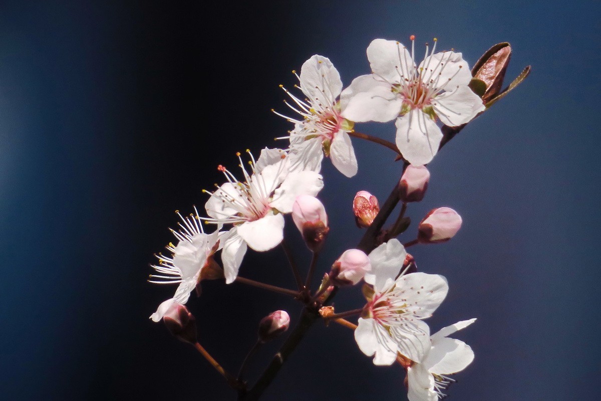 紫叶李——（1）