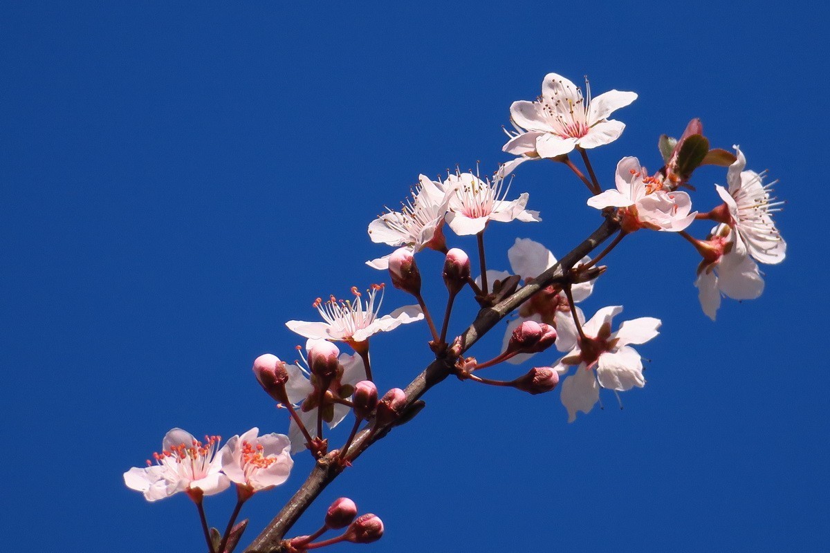 紫叶李——（1）