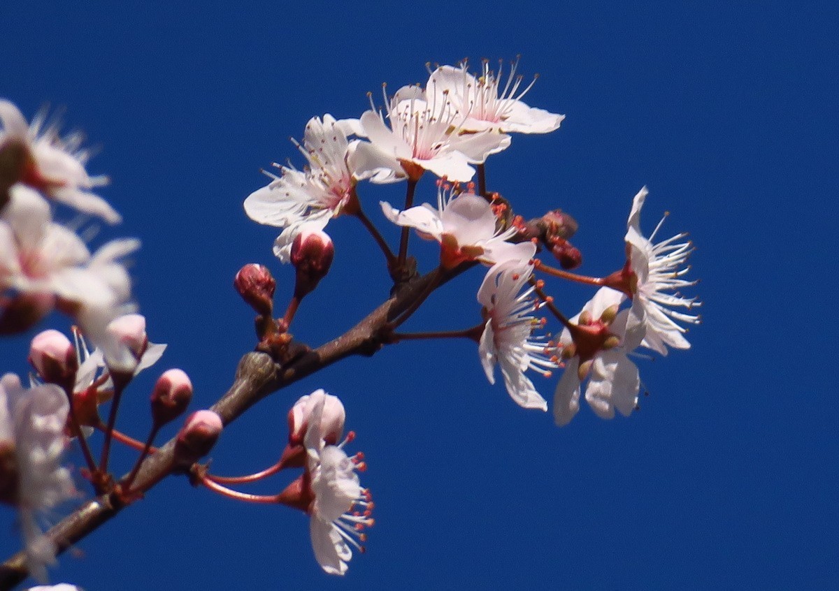 紫叶李——（1）