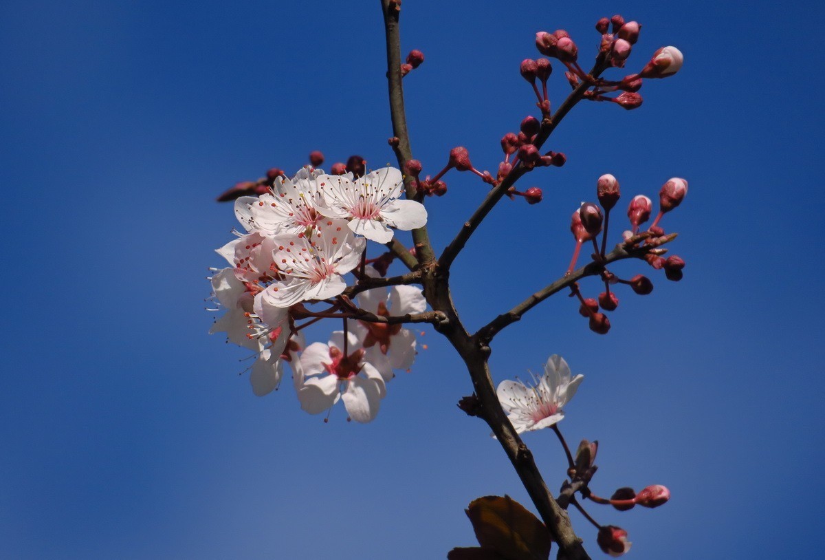 紫叶李——（1）