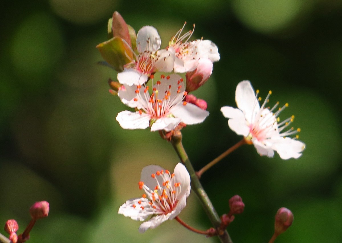 紫叶李——（1）