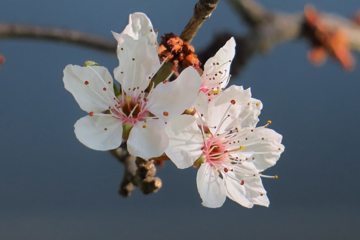 紫叶李——（1）