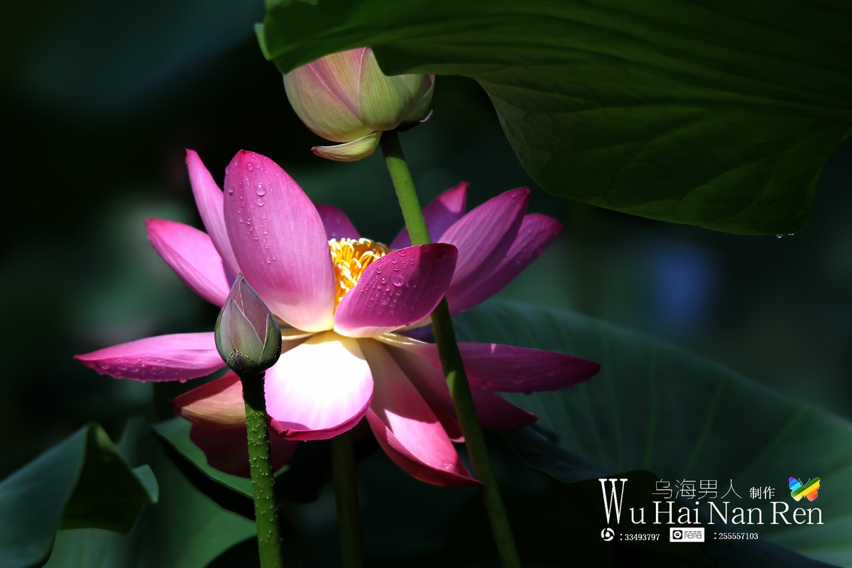 乌海公园的花