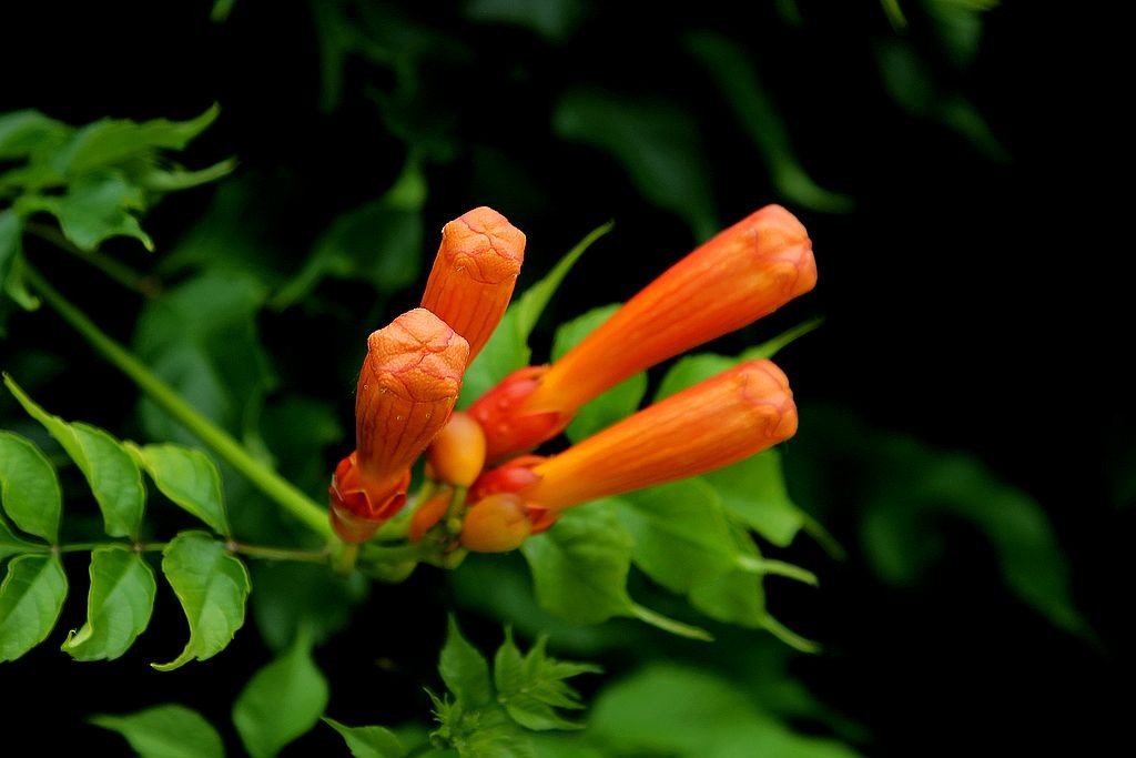 灵宵花