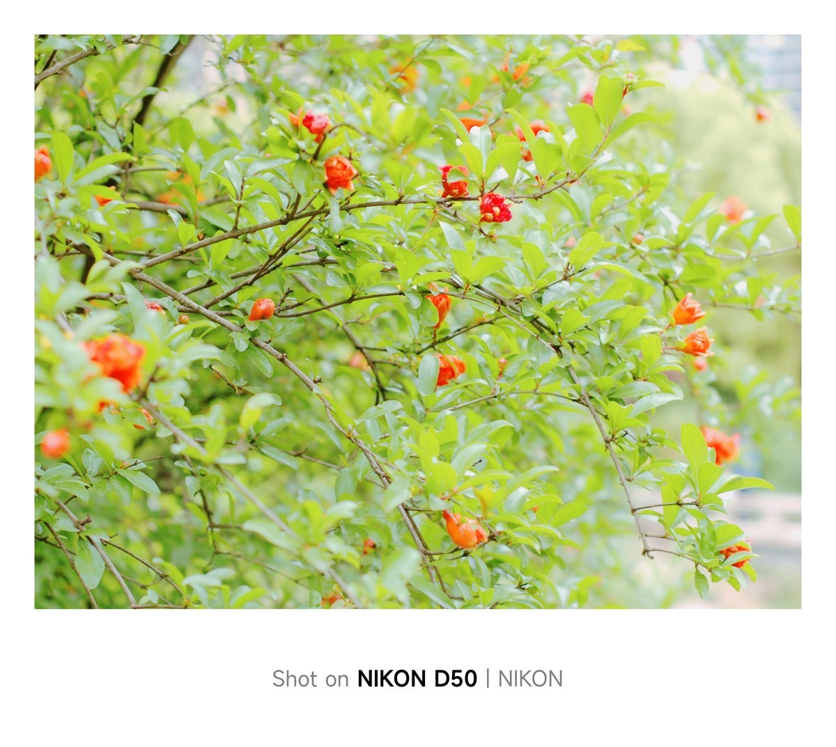 石榴花开红彤彤