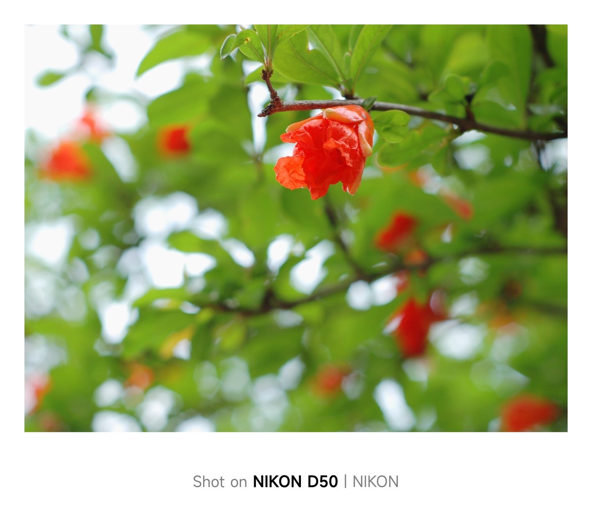 石榴花开红彤彤