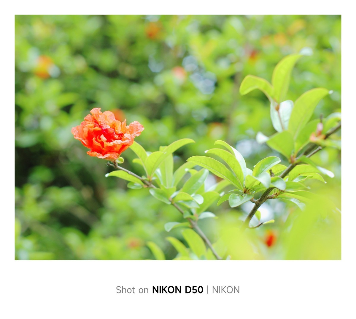 石榴花开红彤彤