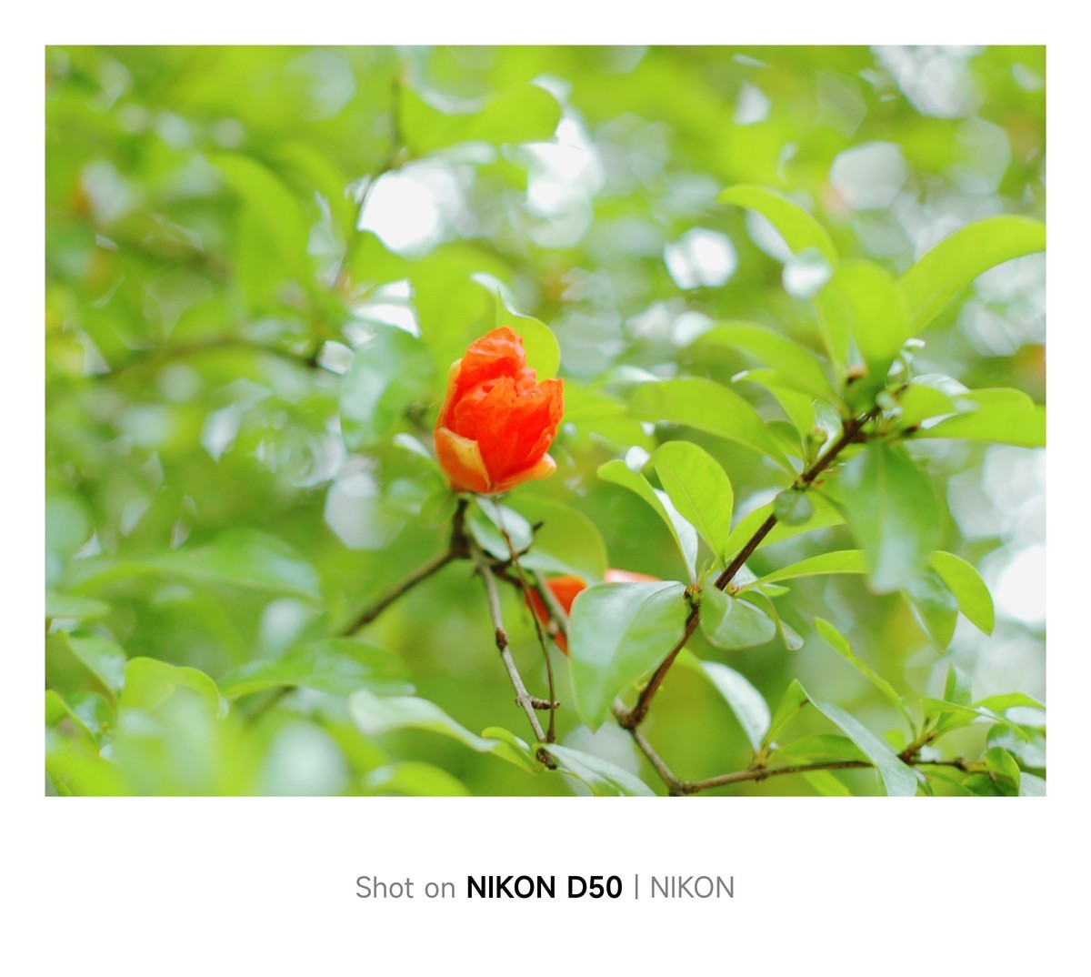 石榴花开红彤彤