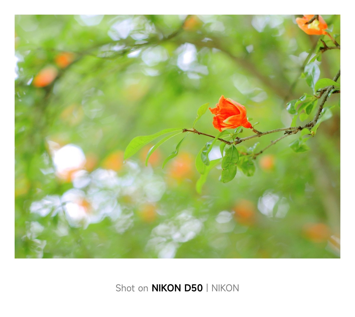 石榴花开红彤彤