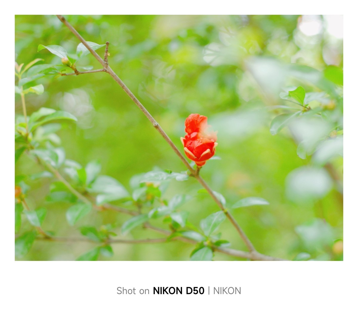 石榴花开红彤彤