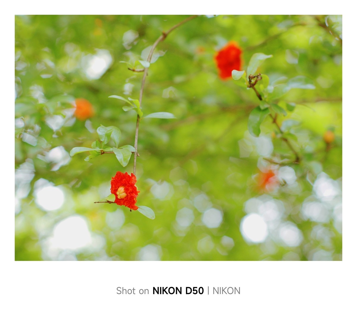 石榴花开红彤彤