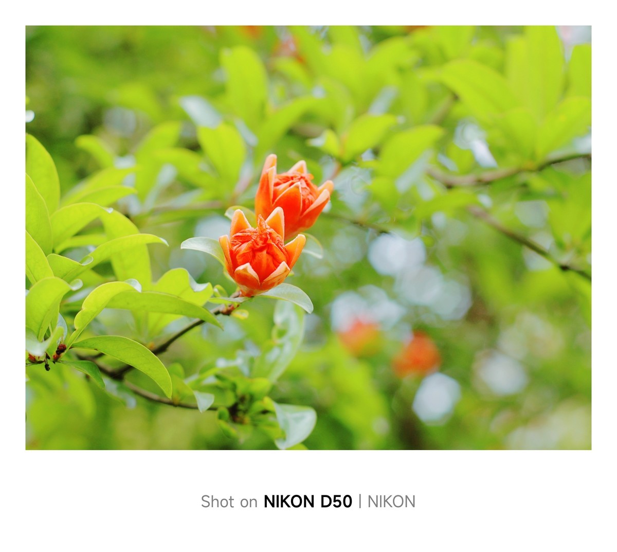 石榴花开红彤彤