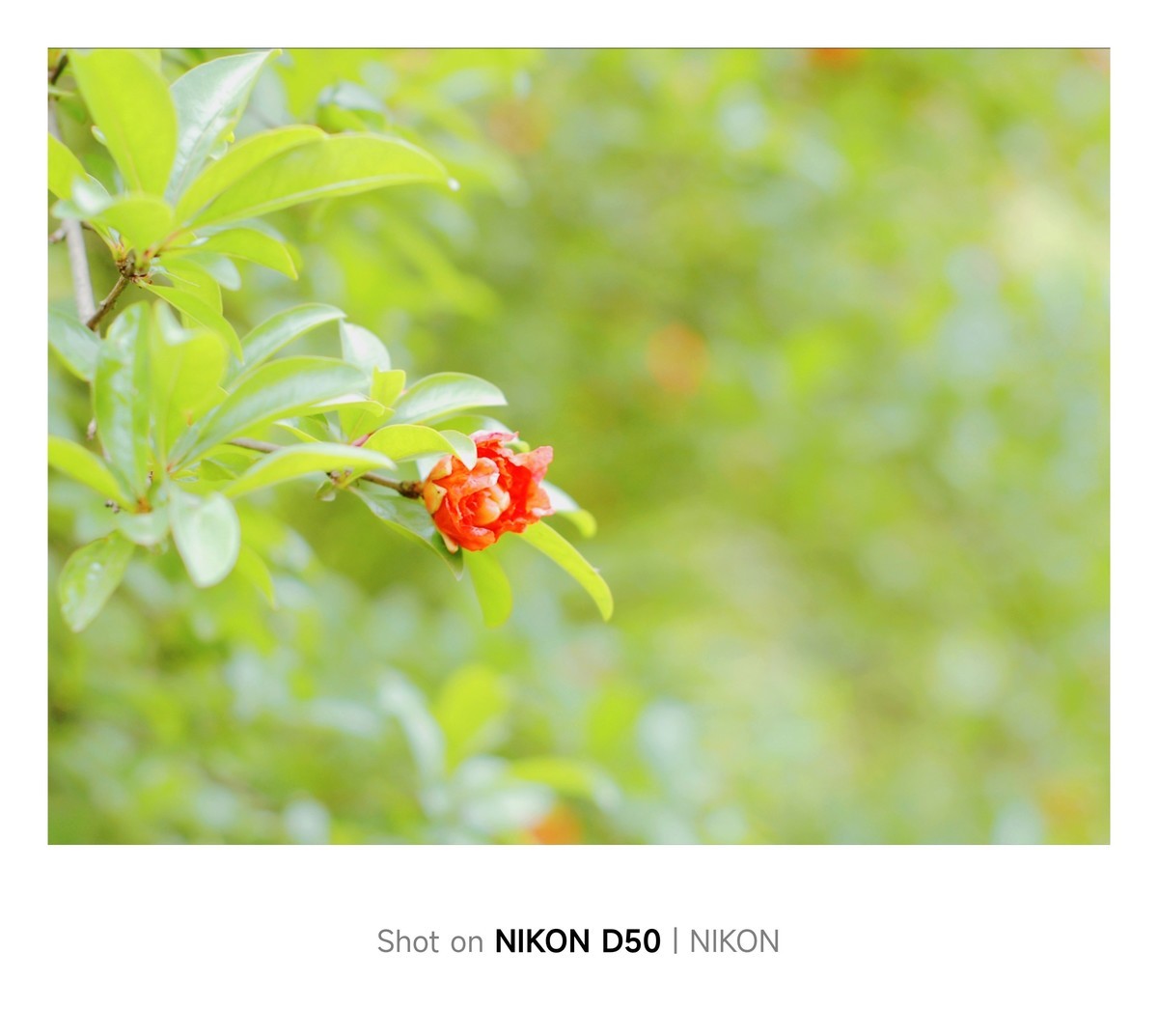 石榴花开红彤彤