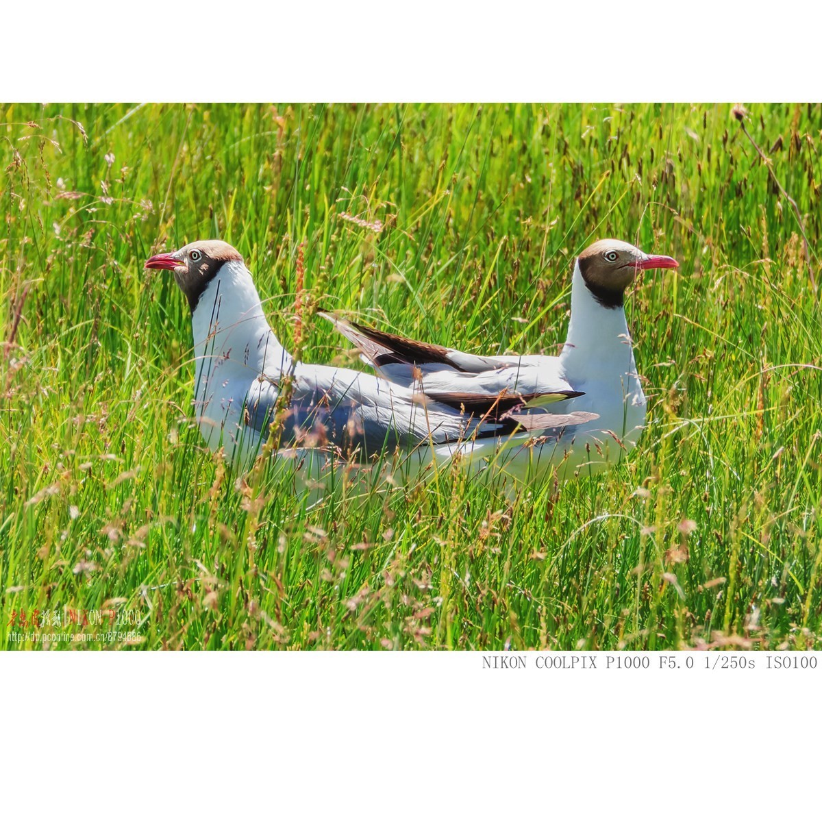 棕头鸥（若尔盖草原）