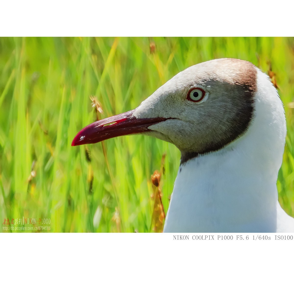 棕头鸥（若尔盖草原）