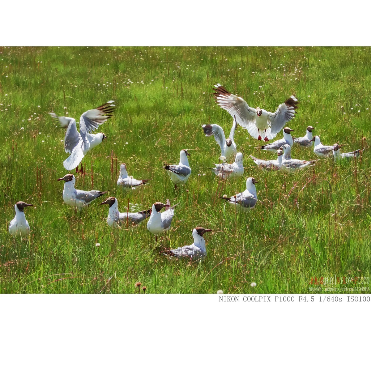 棕头鸥（若尔盖草原）