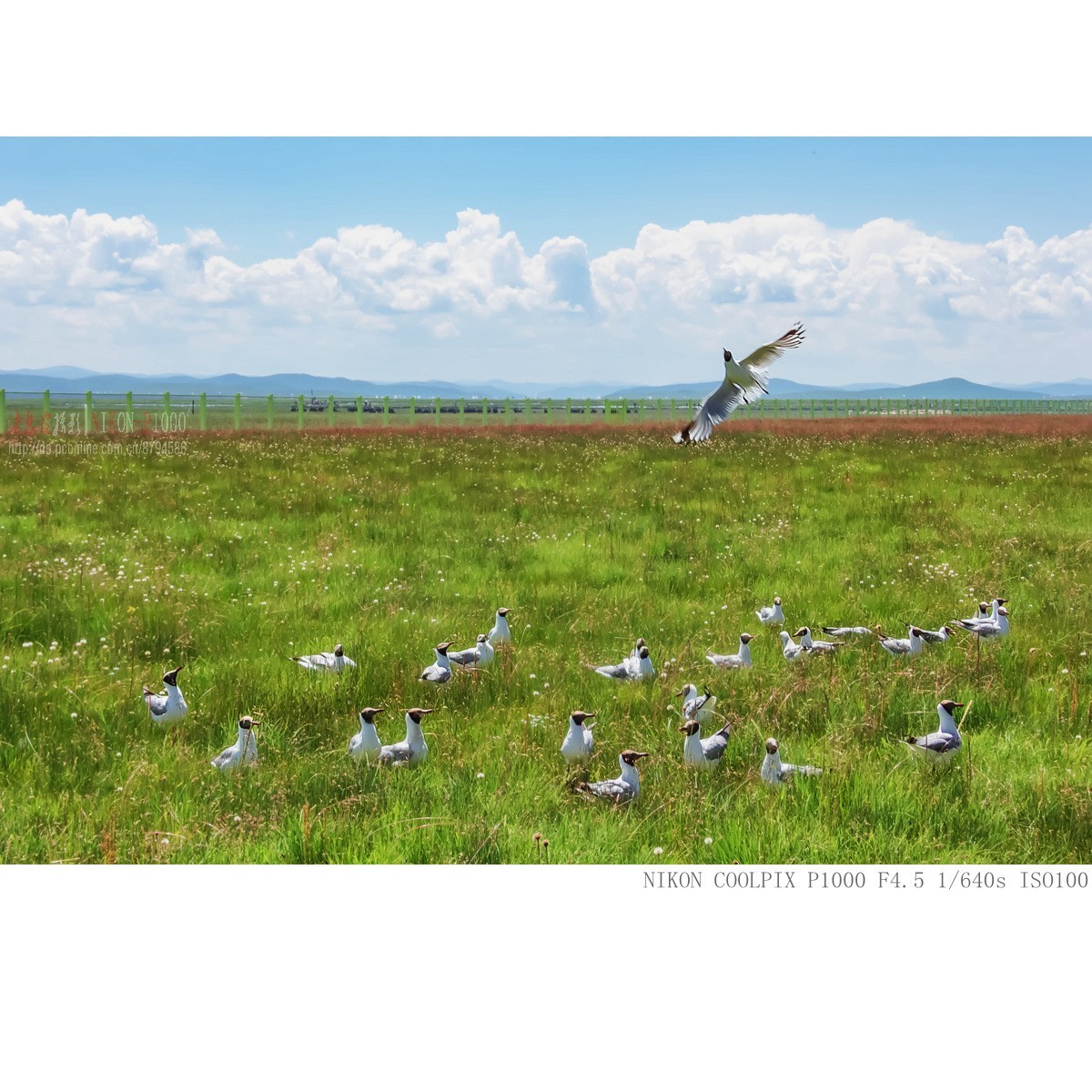 棕头鸥（若尔盖草原）