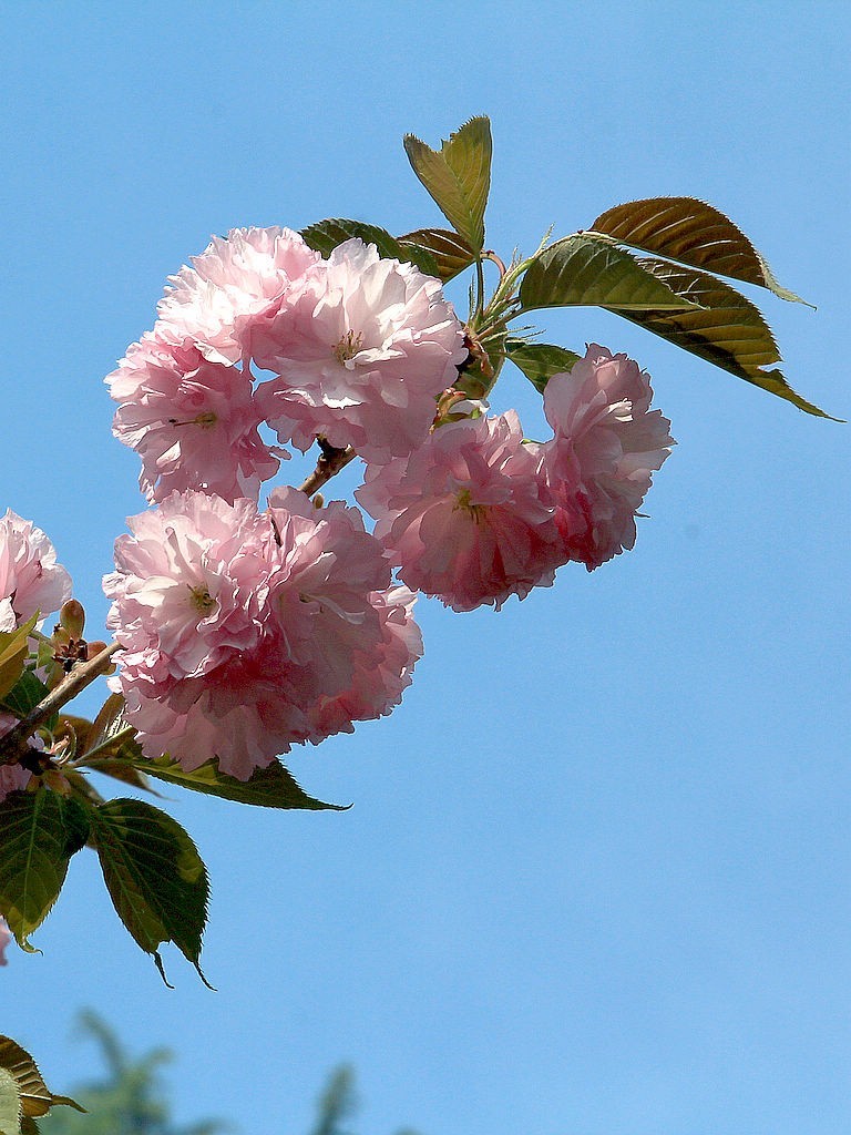 樱花=3