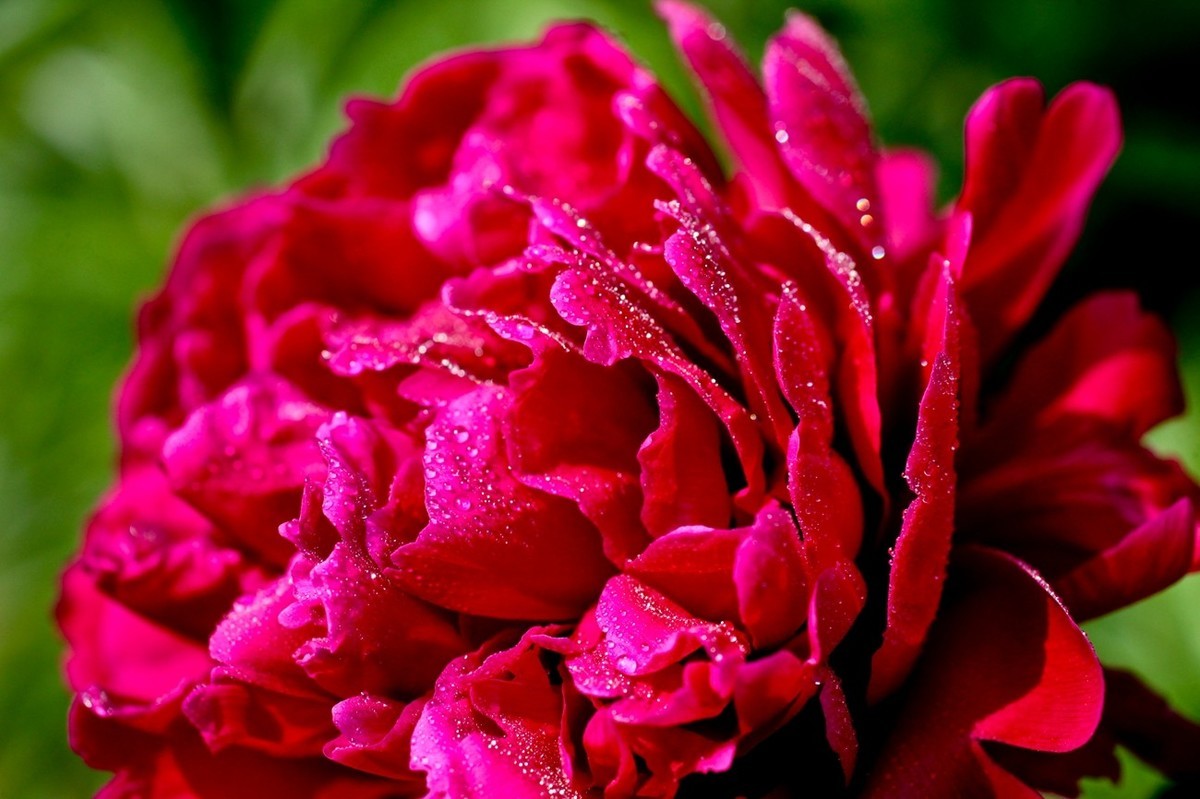 几片花儿——提前预祝天下的劳动者节日快乐。