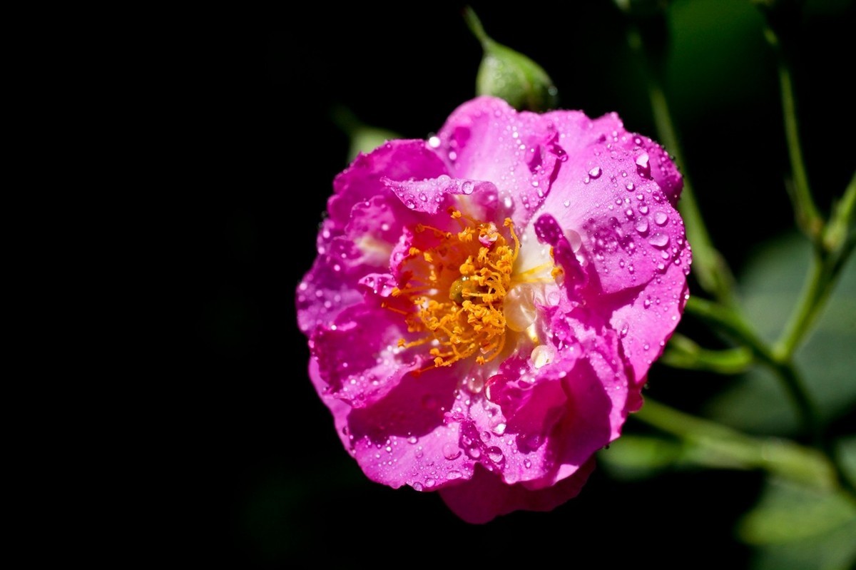 几片花儿——提前预祝天下的劳动者节日快乐。