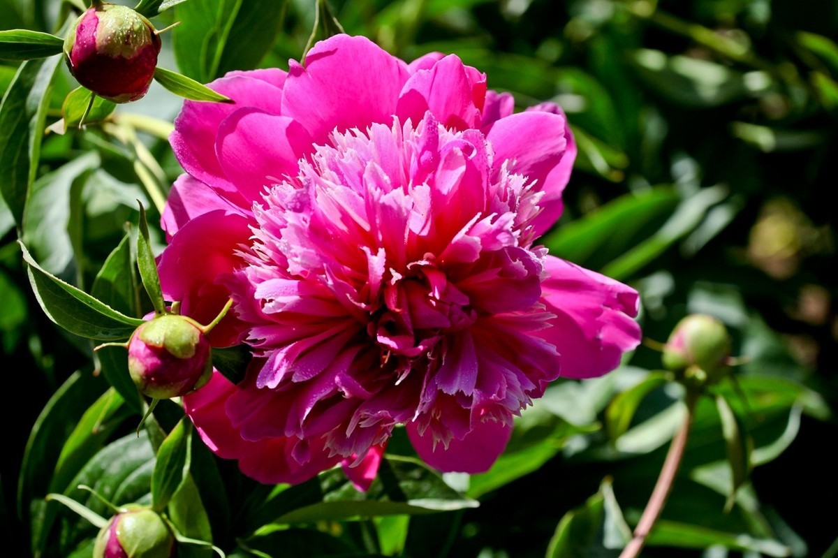 几片花儿——提前预祝天下的劳动者节日快乐。