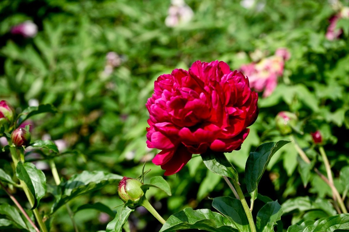几片花儿——提前预祝天下的劳动者节日快乐。
