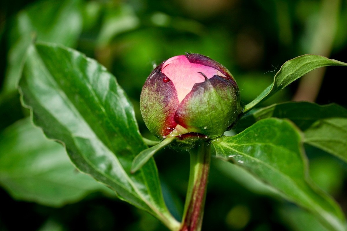 几片花儿——提前预祝天下的劳动者节日快乐。